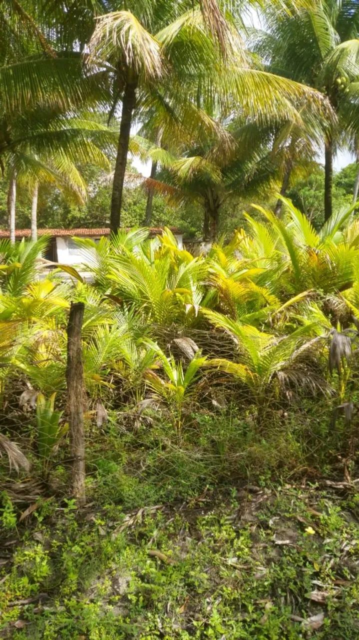 Mudas de Coco frescos da roça direto para você! - Foto 4