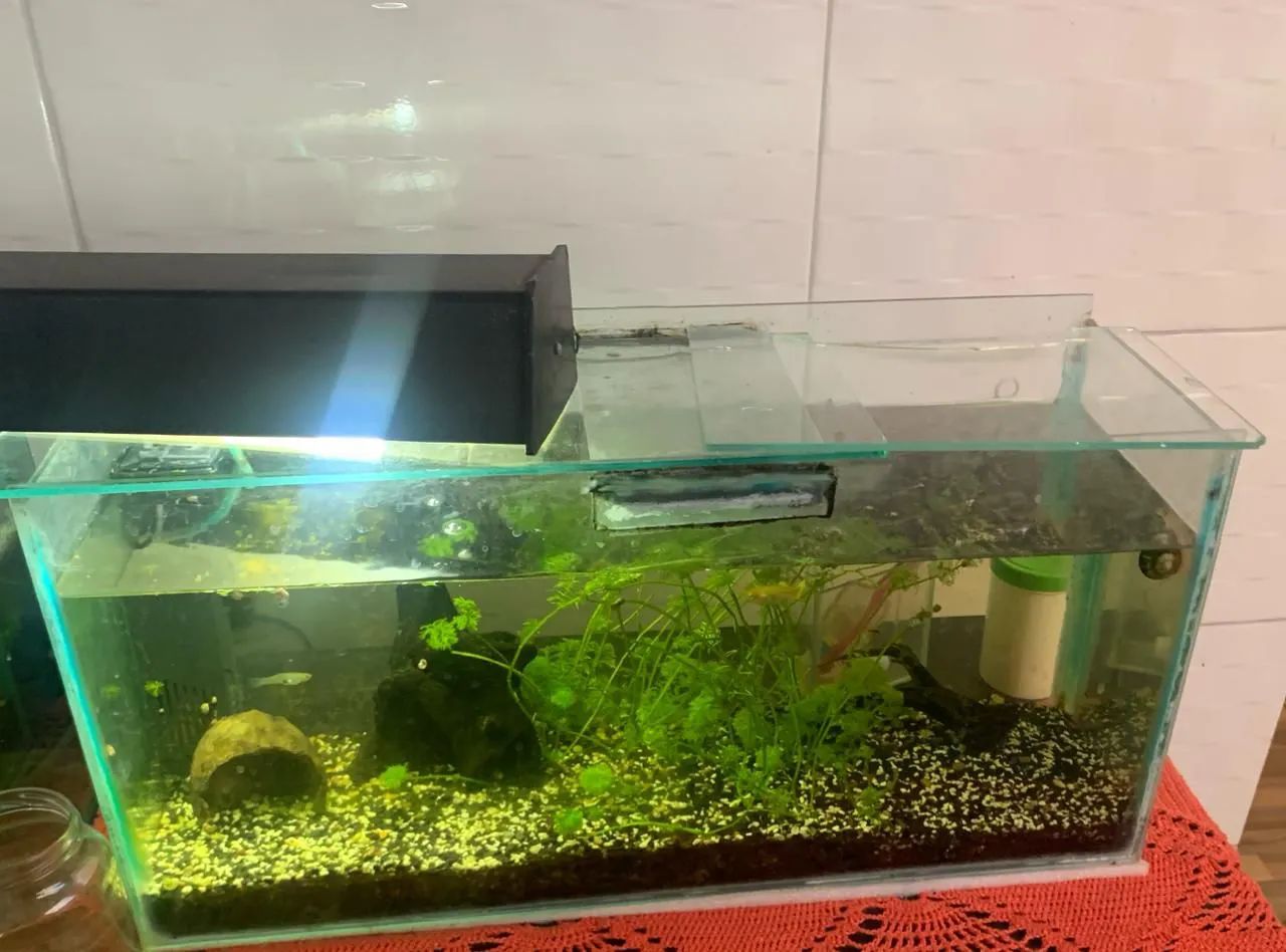 Hamster anão russo Fêmea  - Foto 3