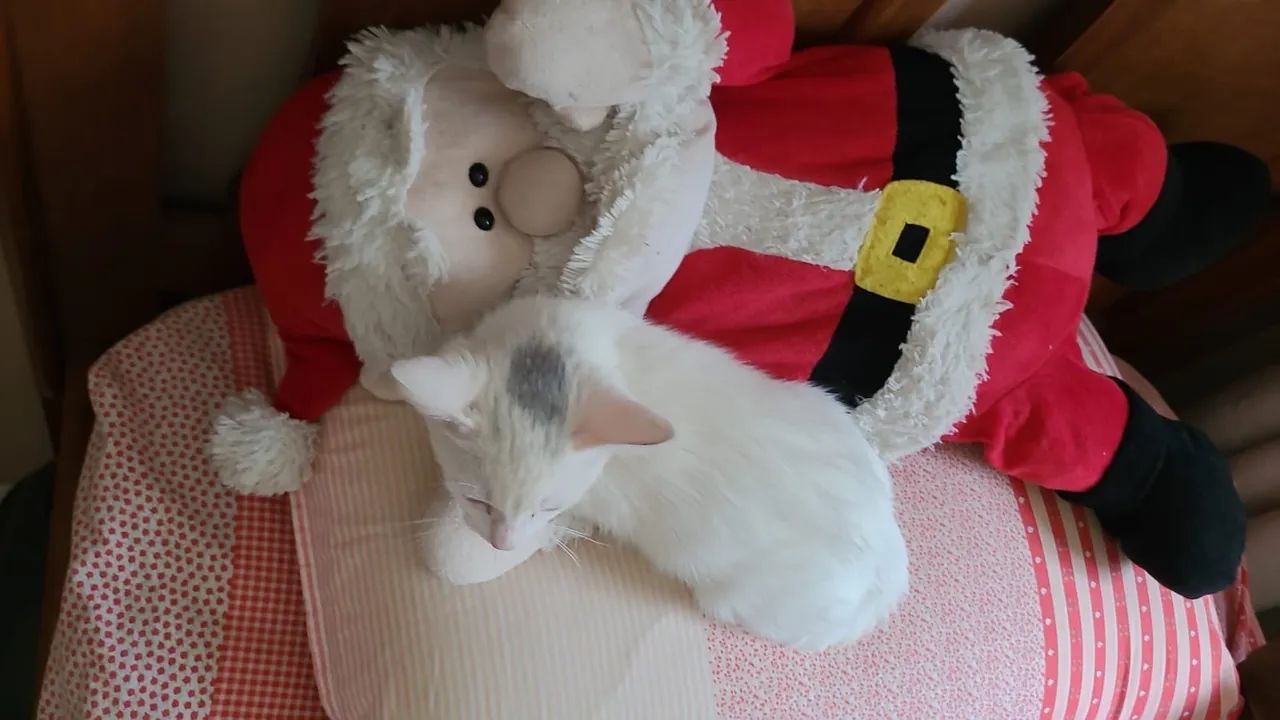 Doação de Linda Gatinha - Foto 2