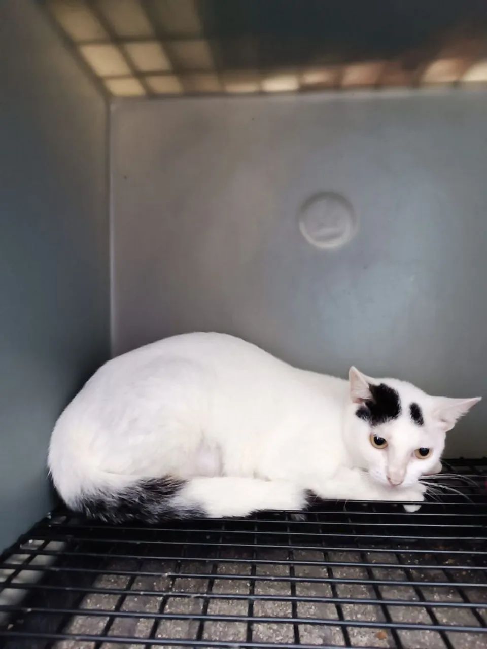Transforme a dor em amor: adote esta gata castrada e faça a diferença! - Foto 3