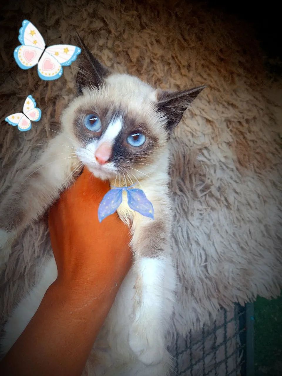 Lindos filhotes de ragdoll 