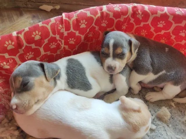 Filhotes de Fox Paulistinha - Terrier brasileiro 