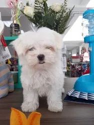 Maltês Fazemos criação profissional, com todo empenho, carinho e Amor