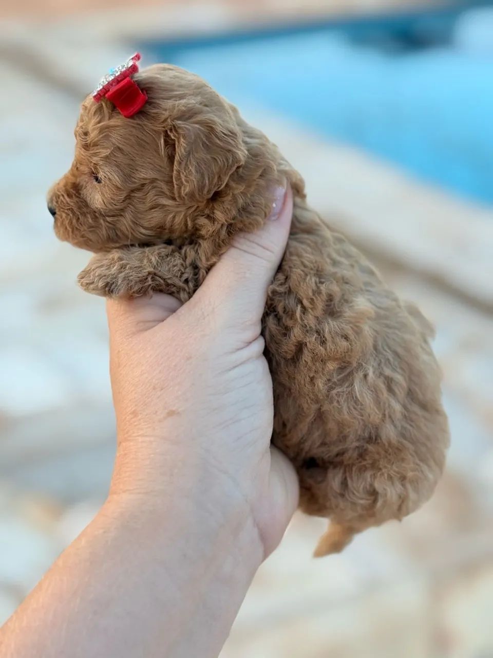 Poodle Mini Toy - Fêmea e Macho Red  - Foto 3