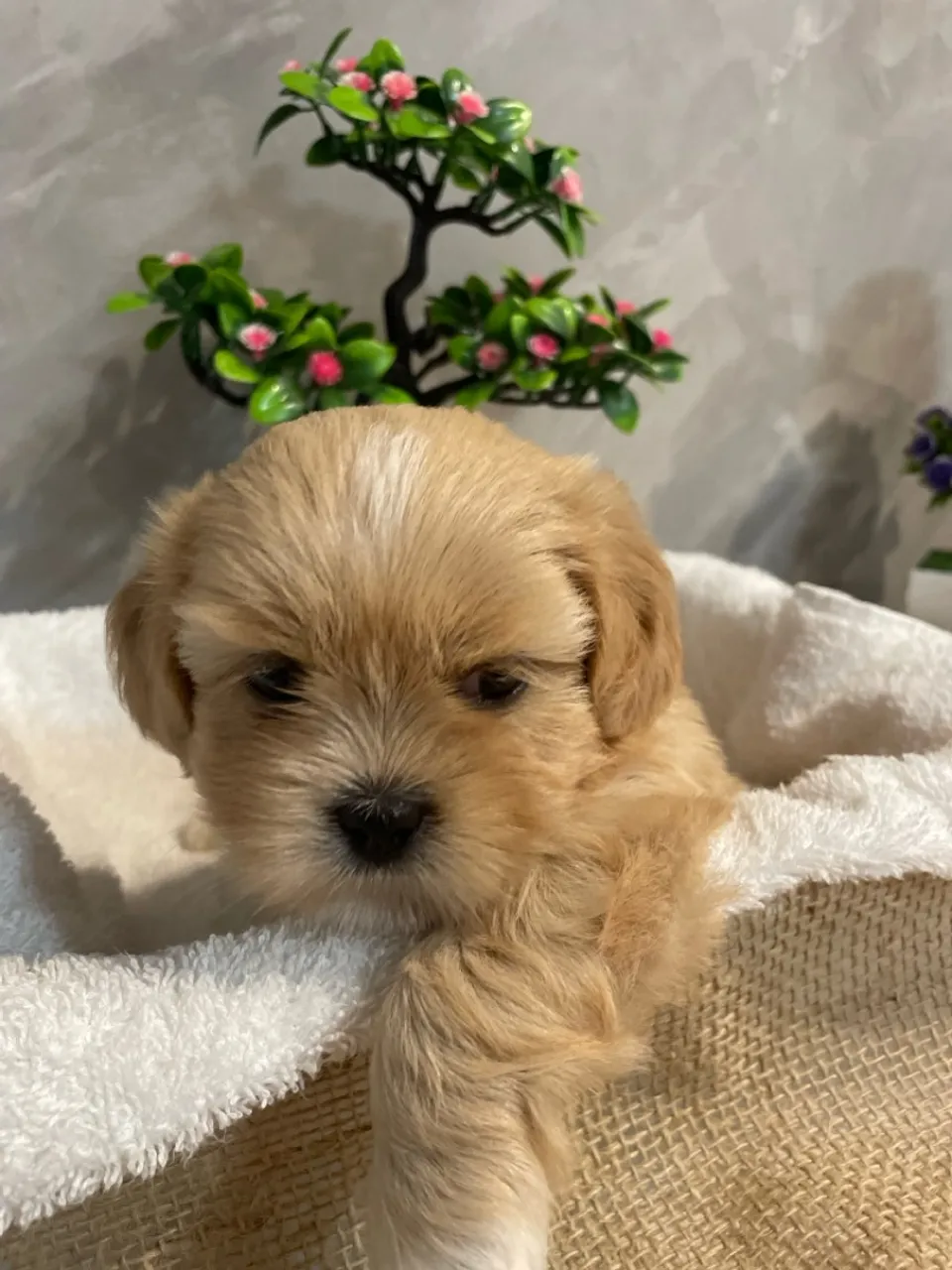 Lindos filhotes da raça Lhasa Apso e com procedência 