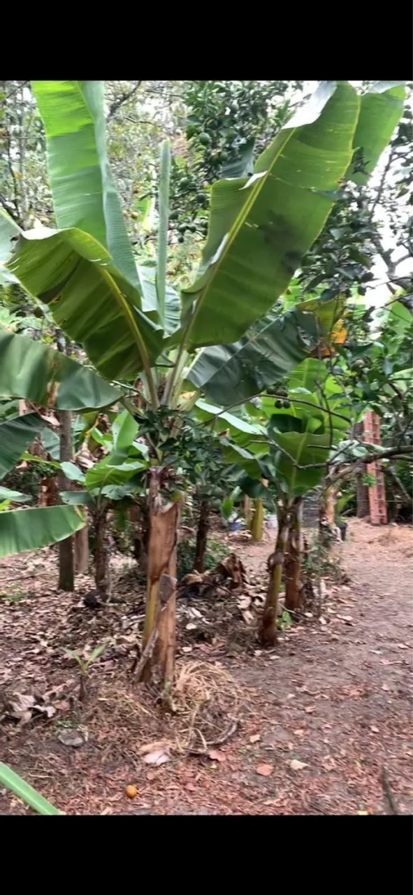 TERRENO 120.000,00 São José de Imbassai