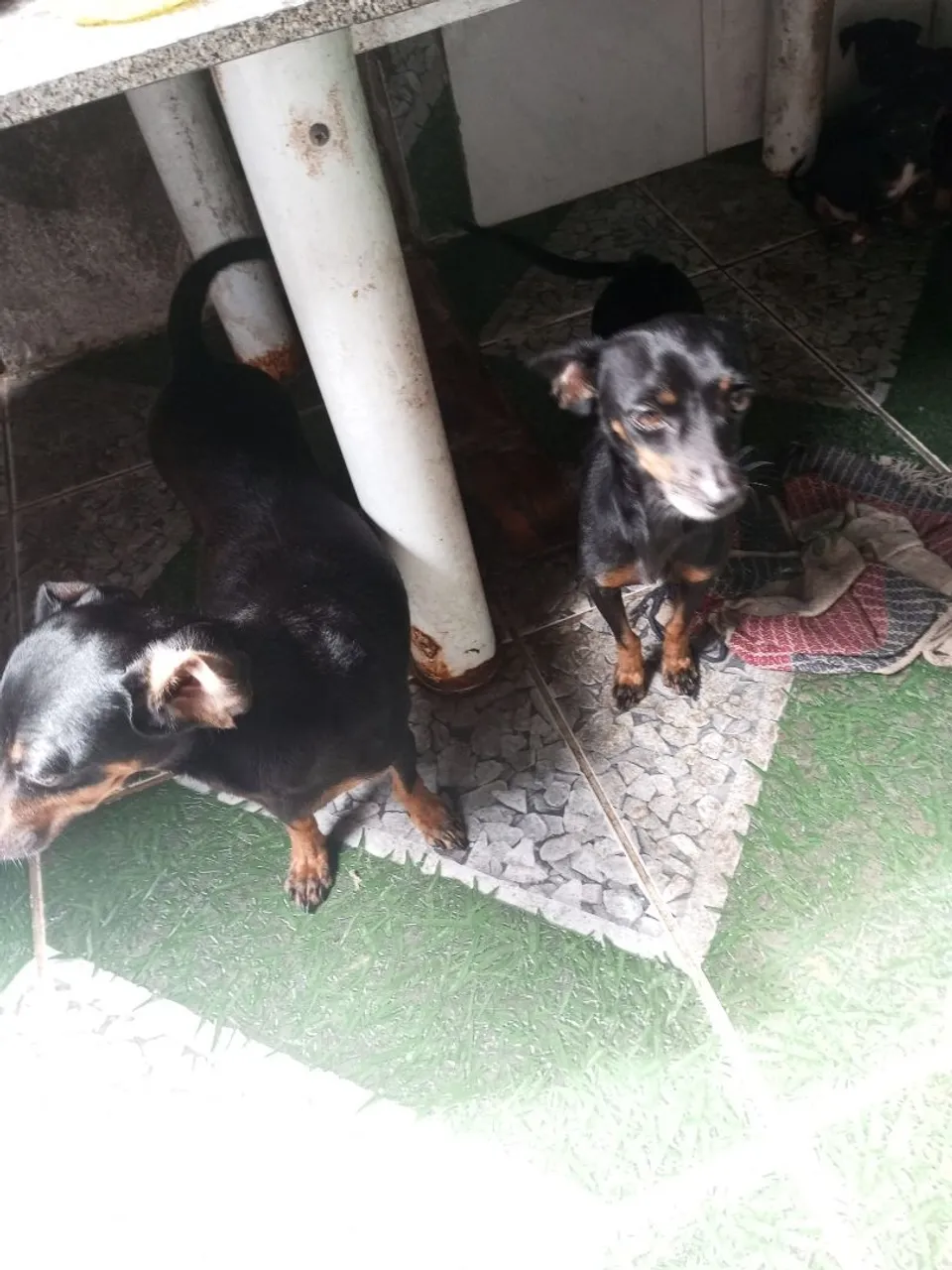 Filhotes de Pinscher para venda 