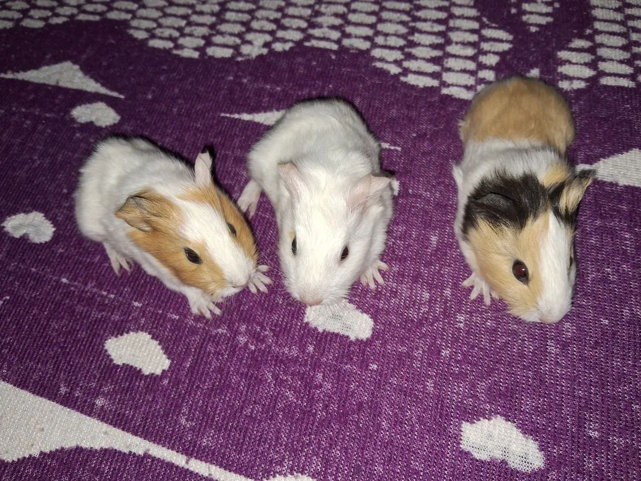 Porquinhos da india64672878314882120