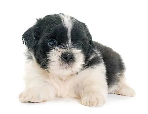 Shih tzu macho disponível 