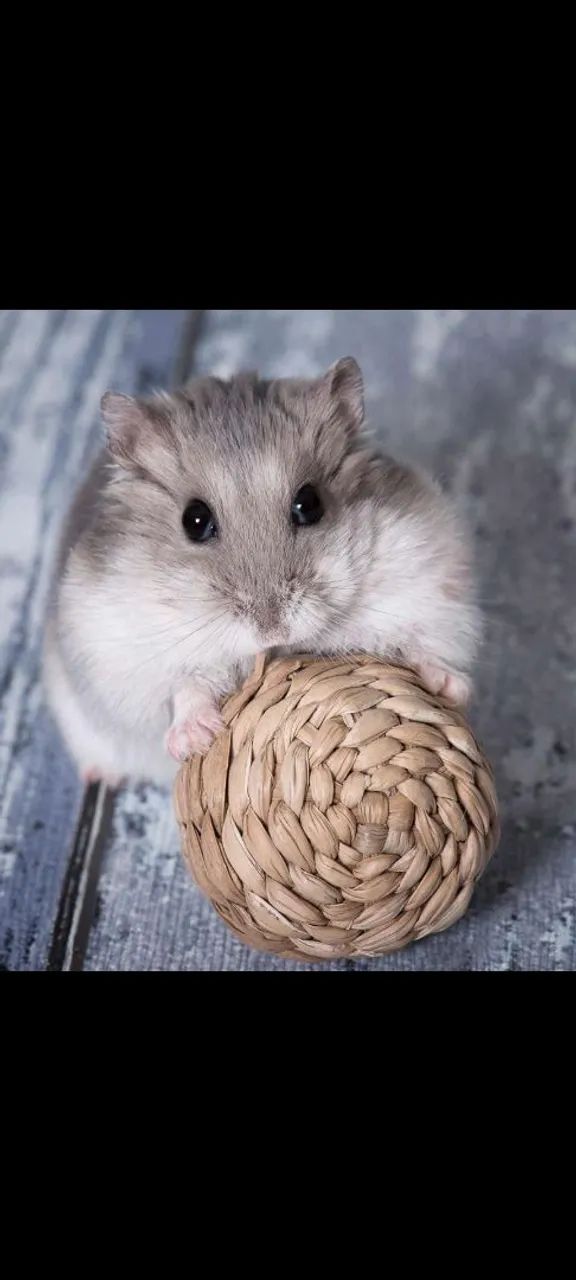 Hamster chinês 