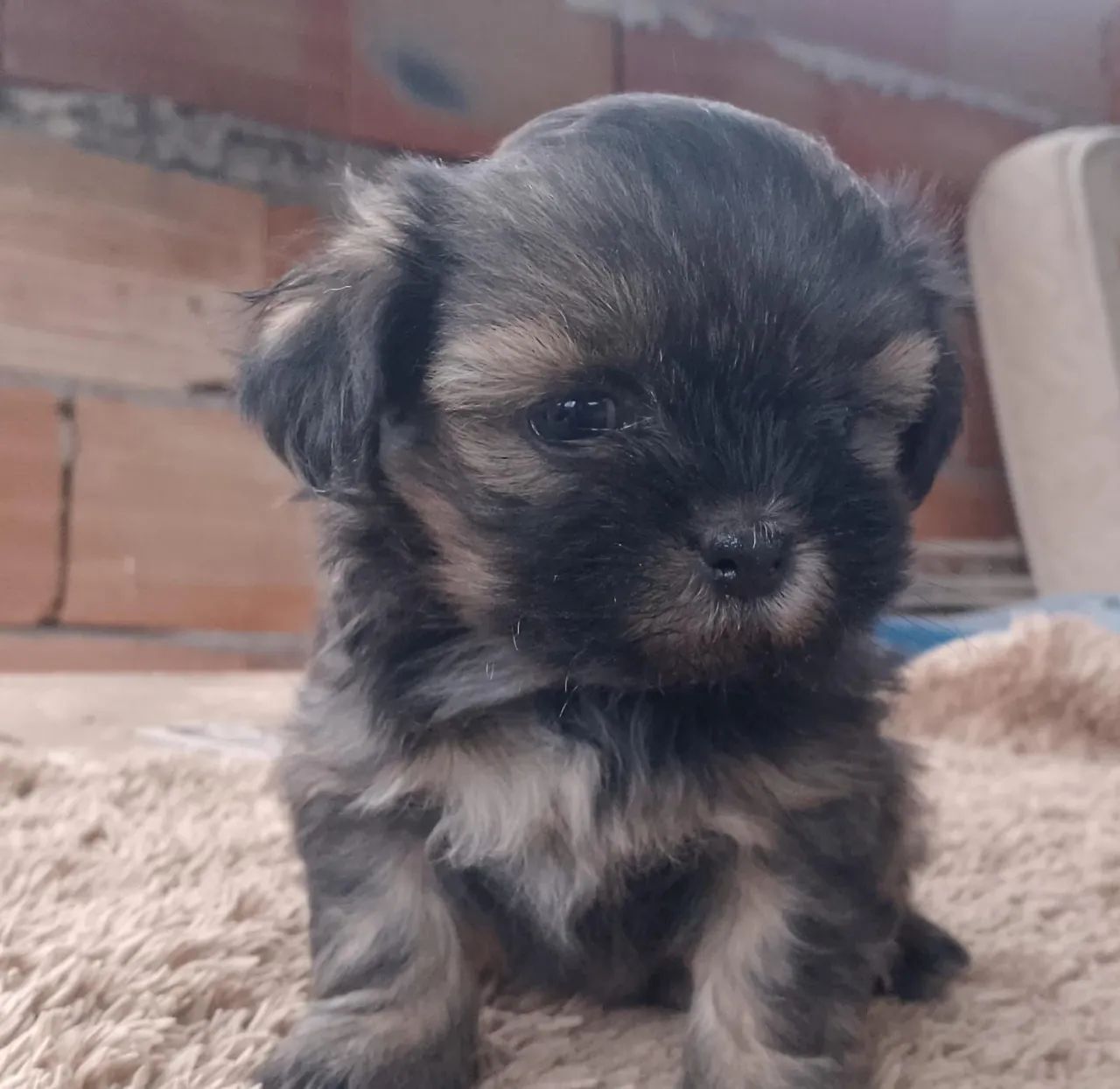 Lhasa apso 