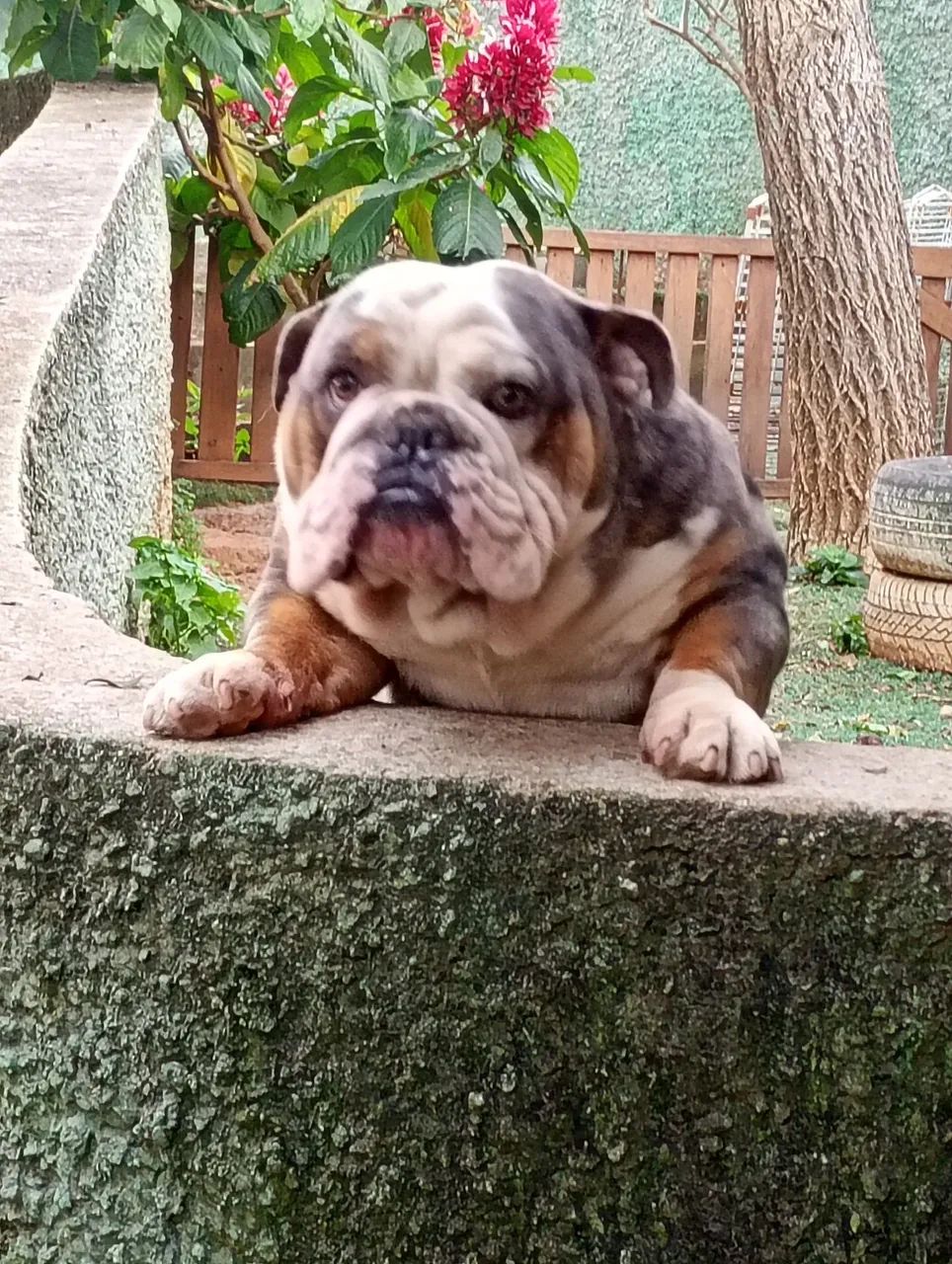 Buldogue inglês  - Foto 3