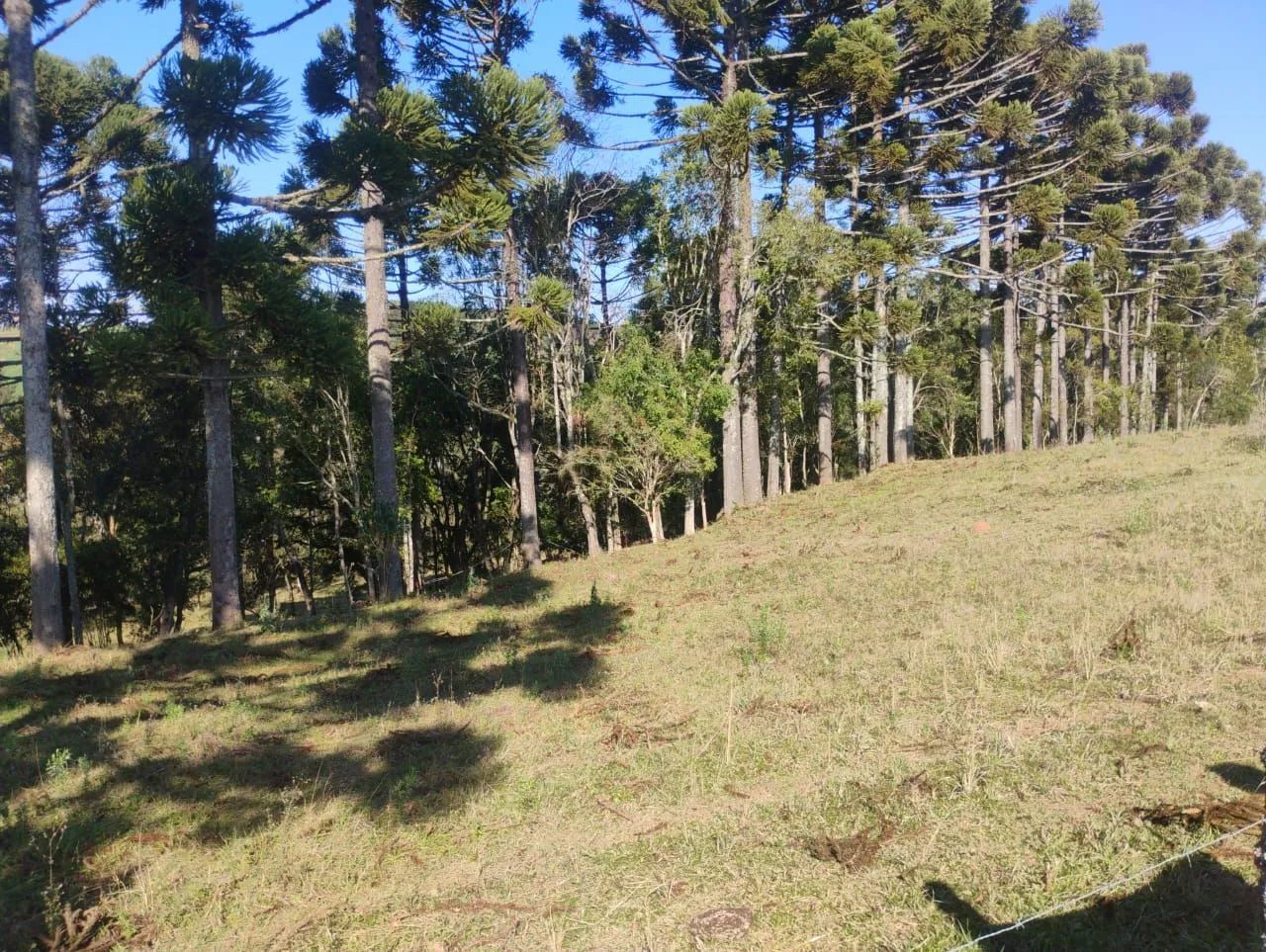 CHACARA A VENDA NA CIDADE DE CONTENDA - Foto 5
