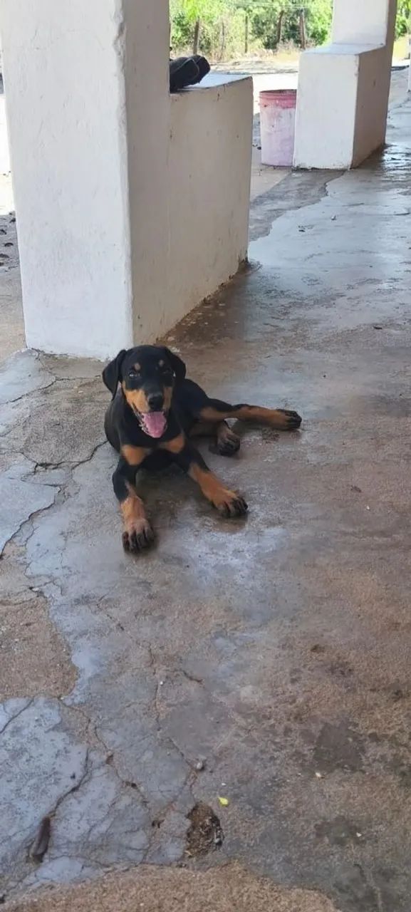 Filhotes de dobermann  - Foto 4