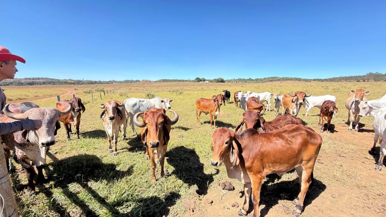 Vendo 2 lote de gados  - Foto 2