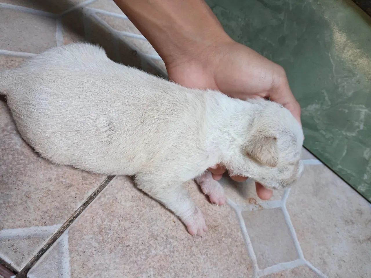 Dois cachorros machos  - Foto 3