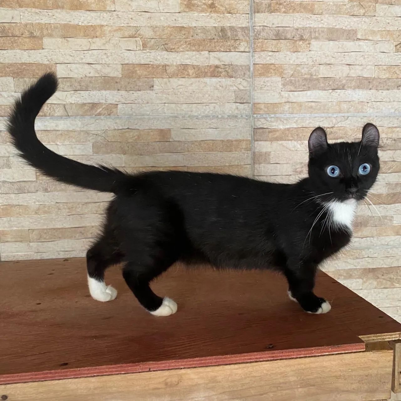 Gatos  - Foto 2