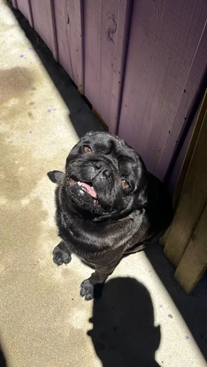 Vendo pug macho com 2 anos otimo aparador com todas vacina - Foto 2