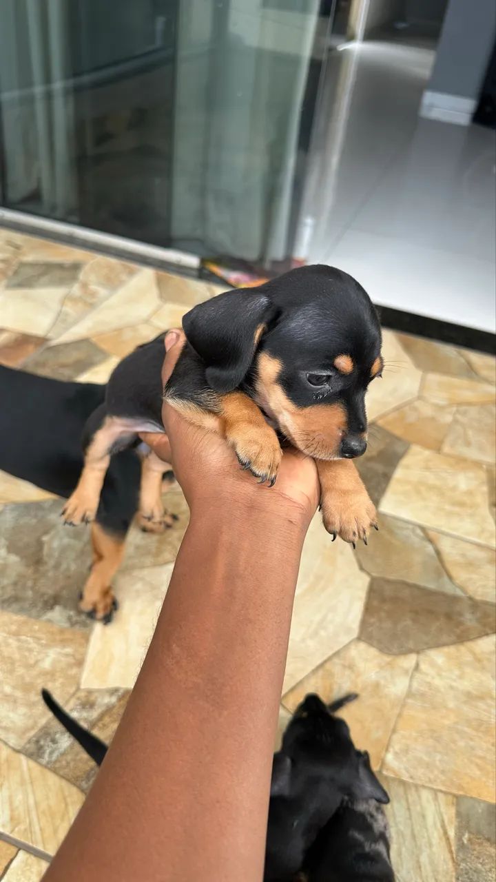 dachshund (salsicha) - Foto 3