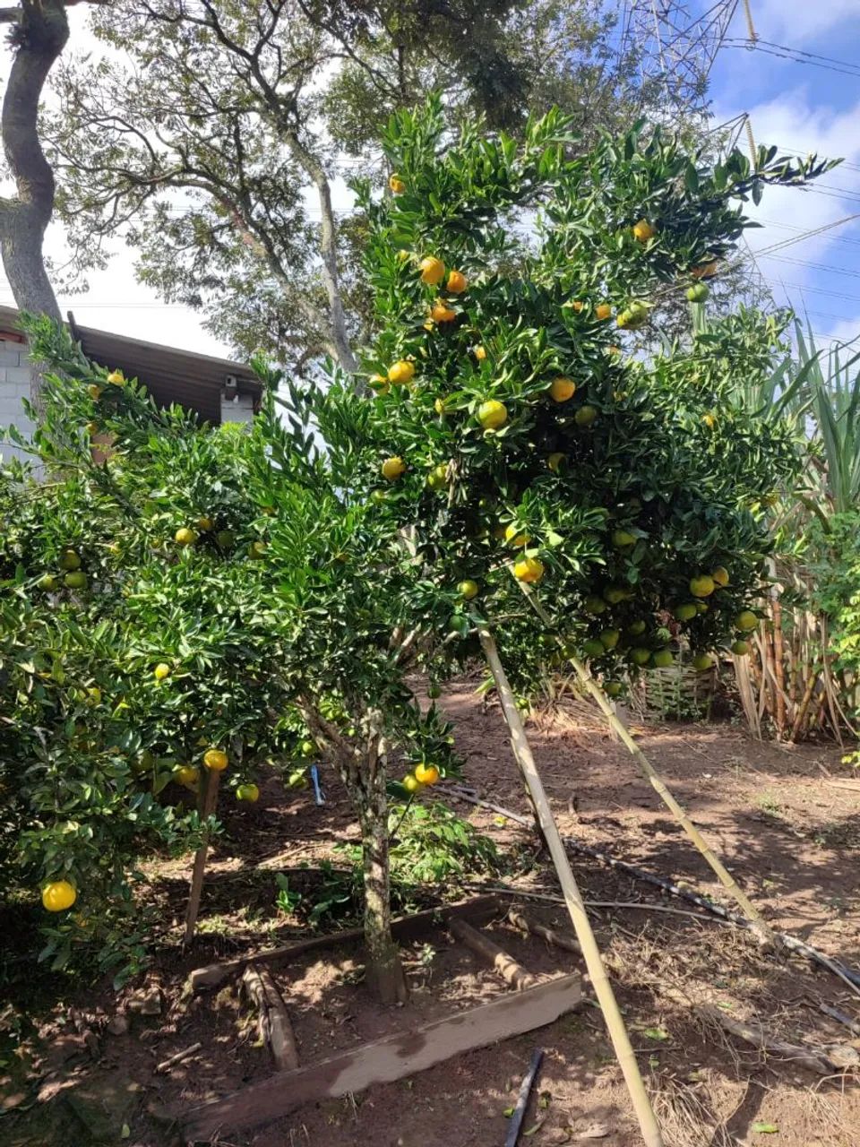 Terreno no vila morais - Foto 3