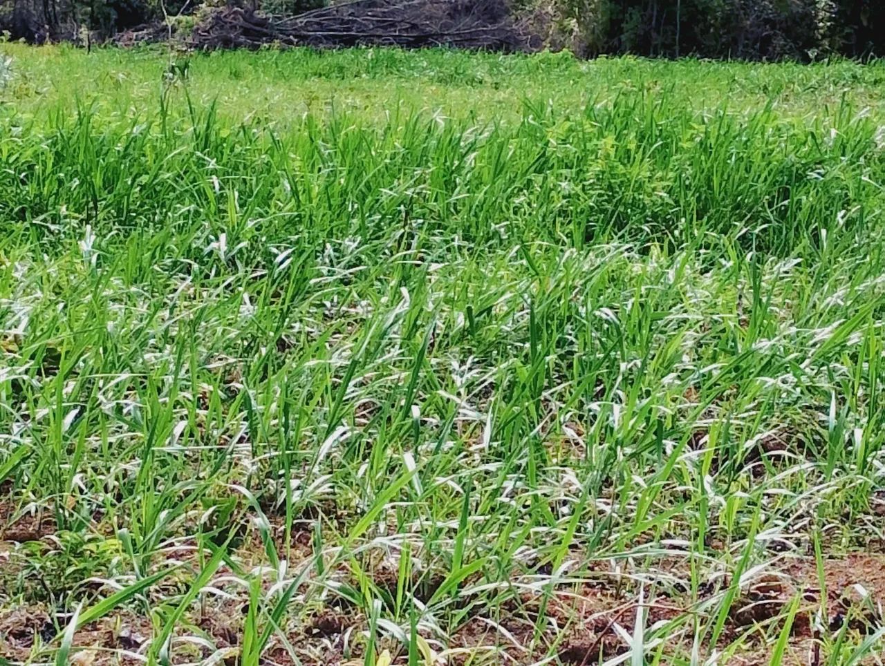 300 hectares  - Foto 4