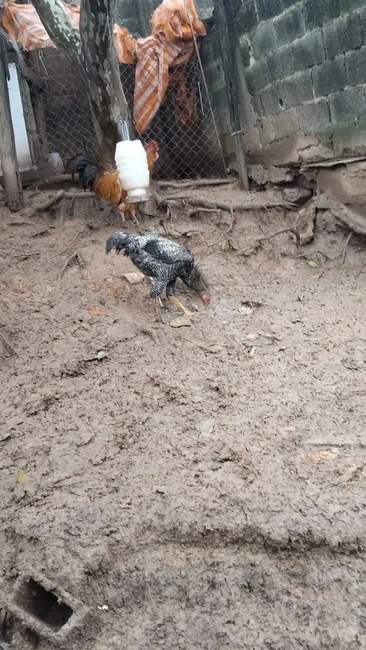 Frango  caipira 