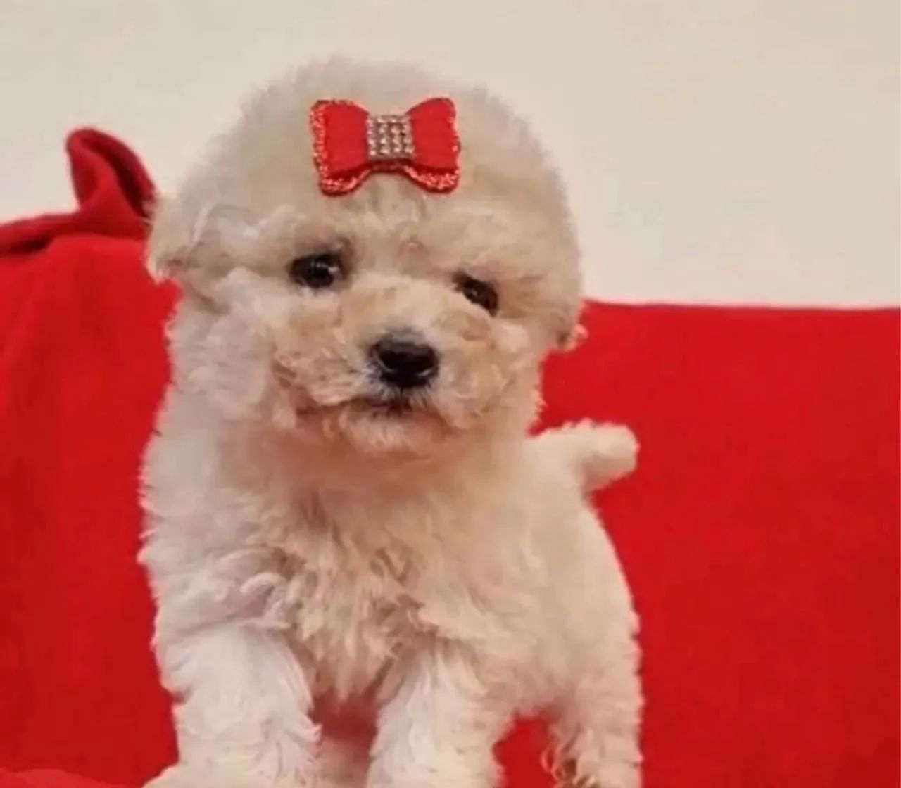 Poodle  - Foto 5