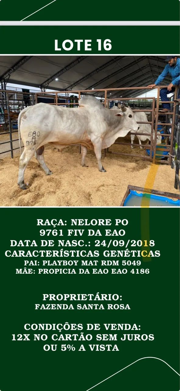 Touro Nelore P O