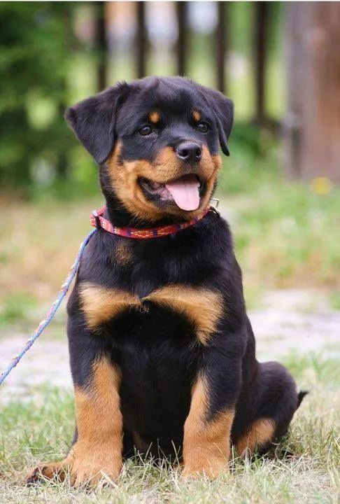 Rottweiler Filhotes 