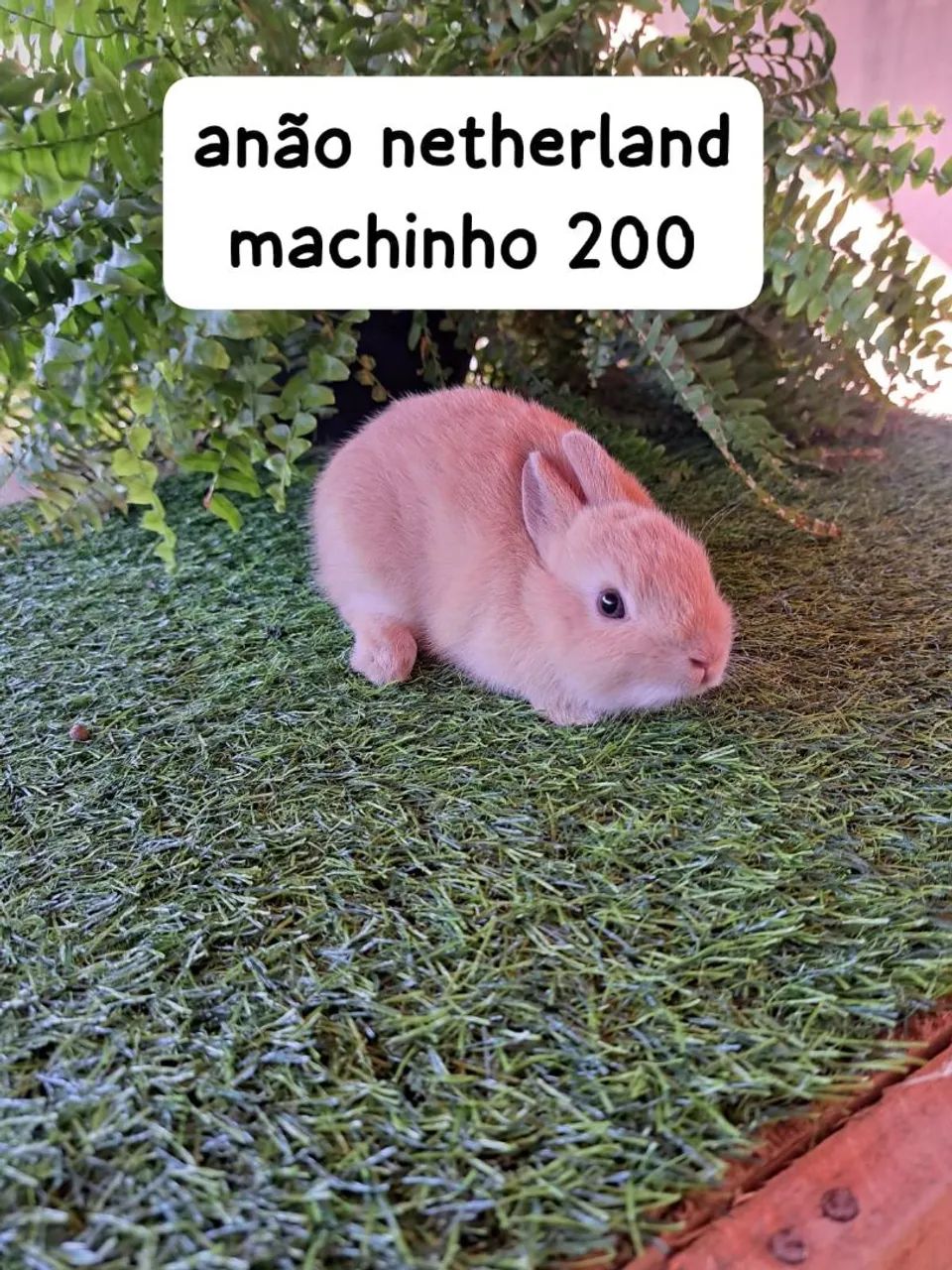 mini coelhos disponíveis  - Foto 5