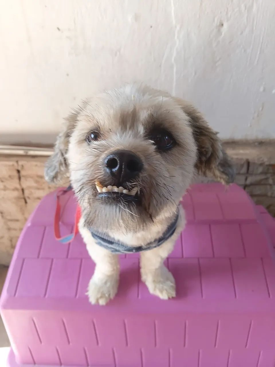 ANIMAL  - Foto 2