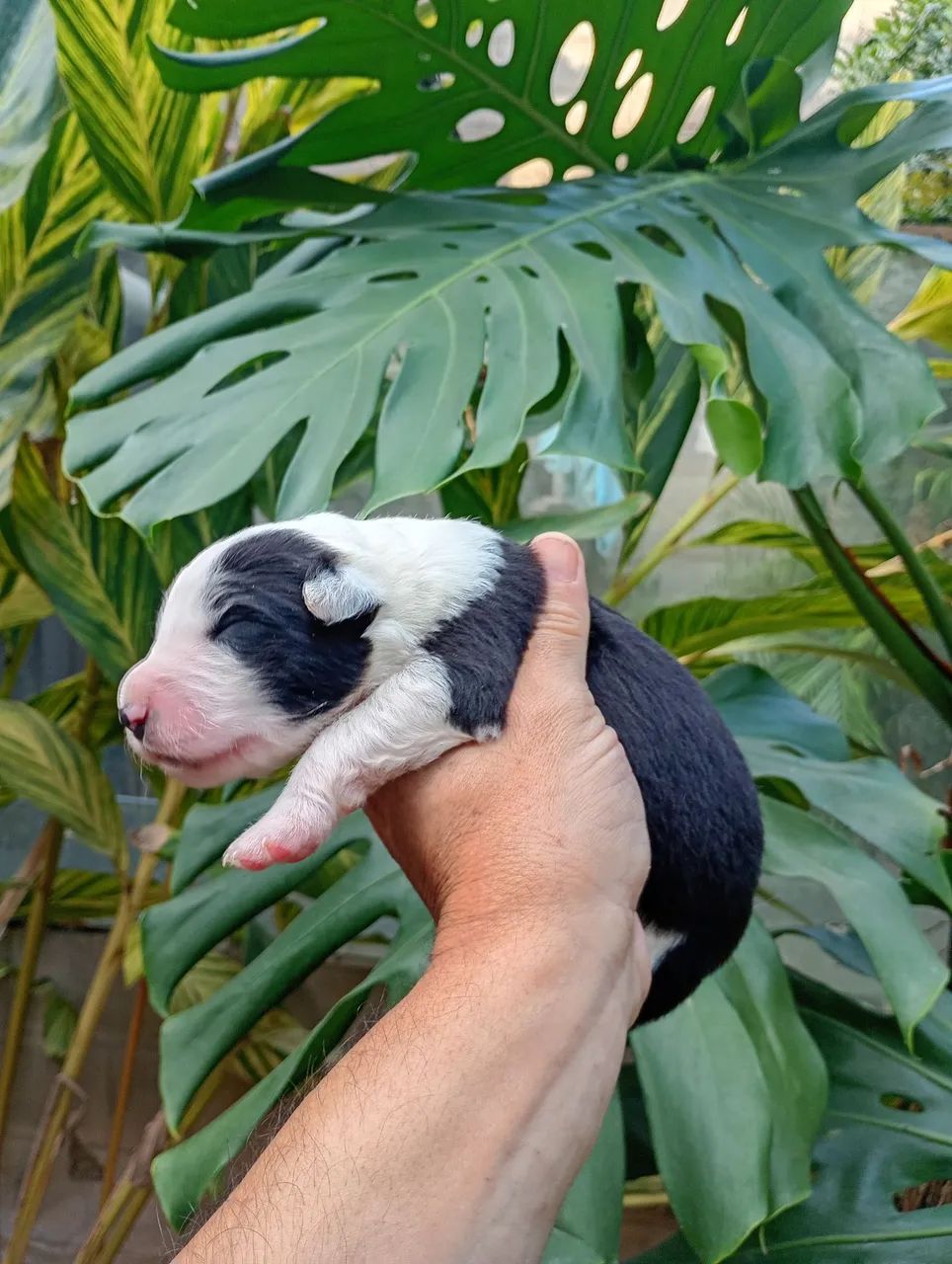 Border Collie filhotes - Foto 5