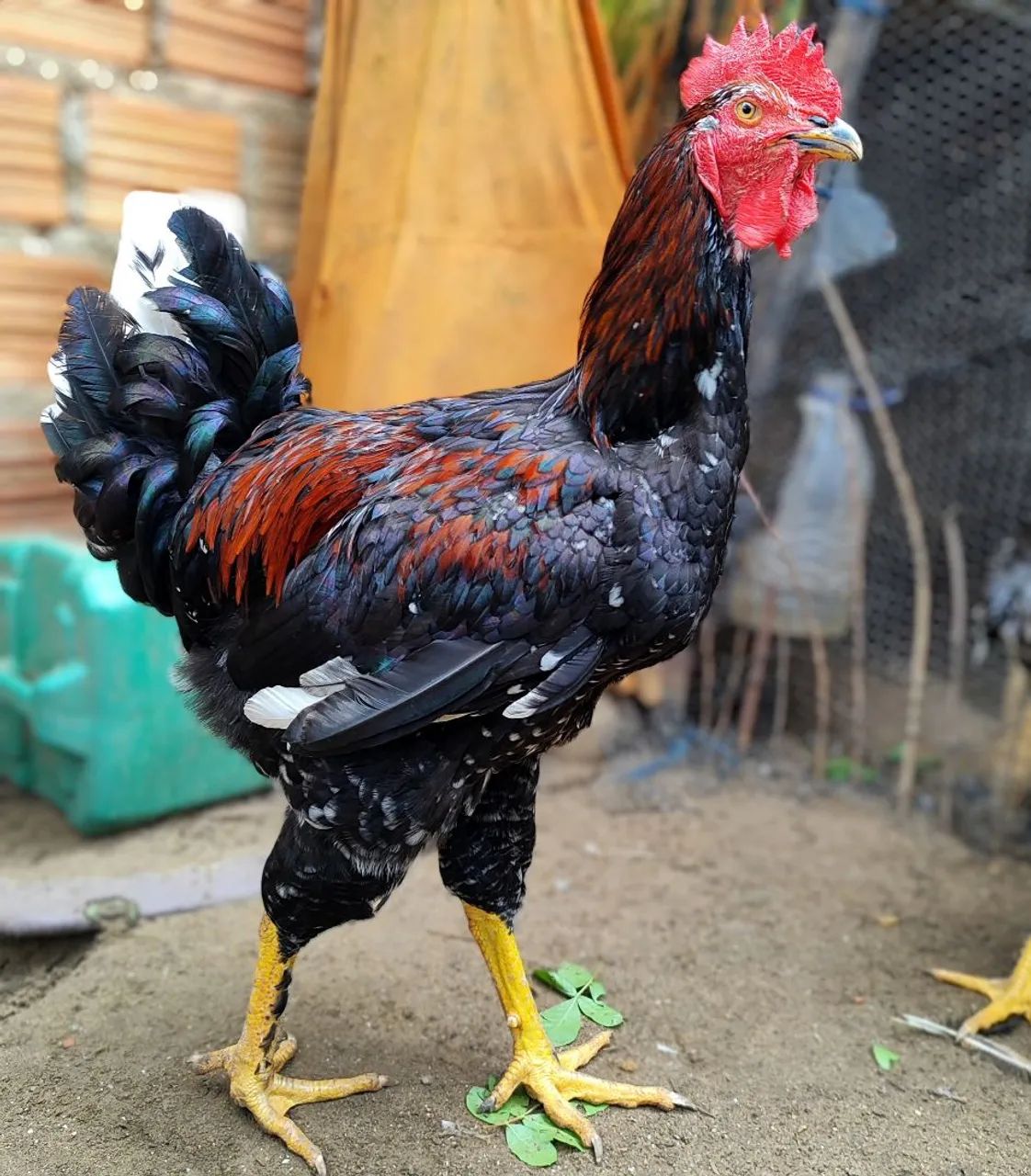 Frango GSB