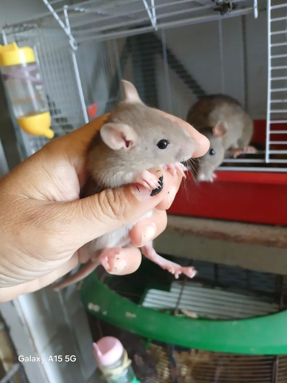 Rato Twister  - Foto 3