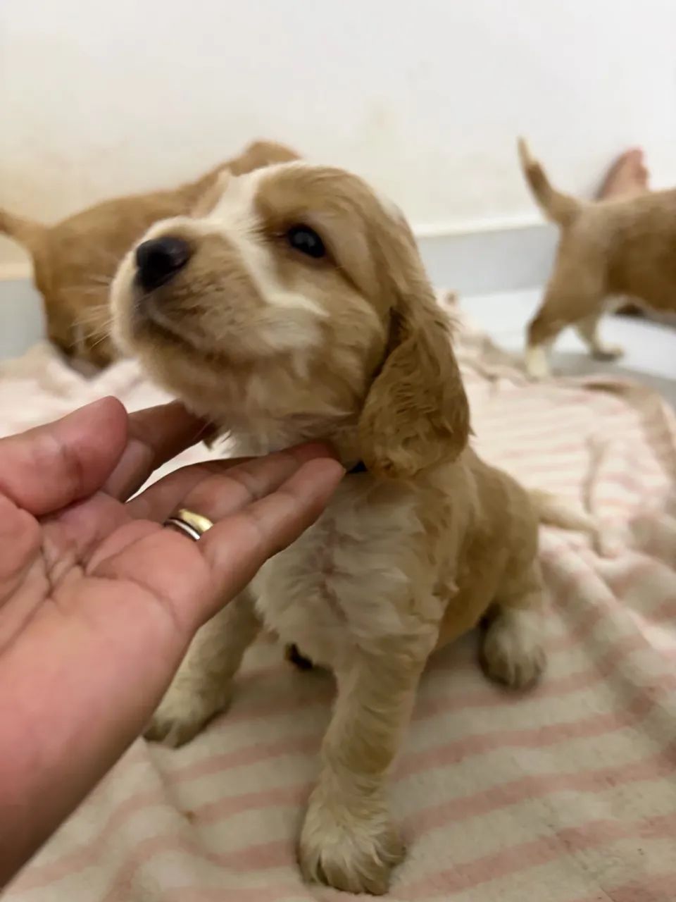 Filhotes Cocker Spaniel - Foto 3
