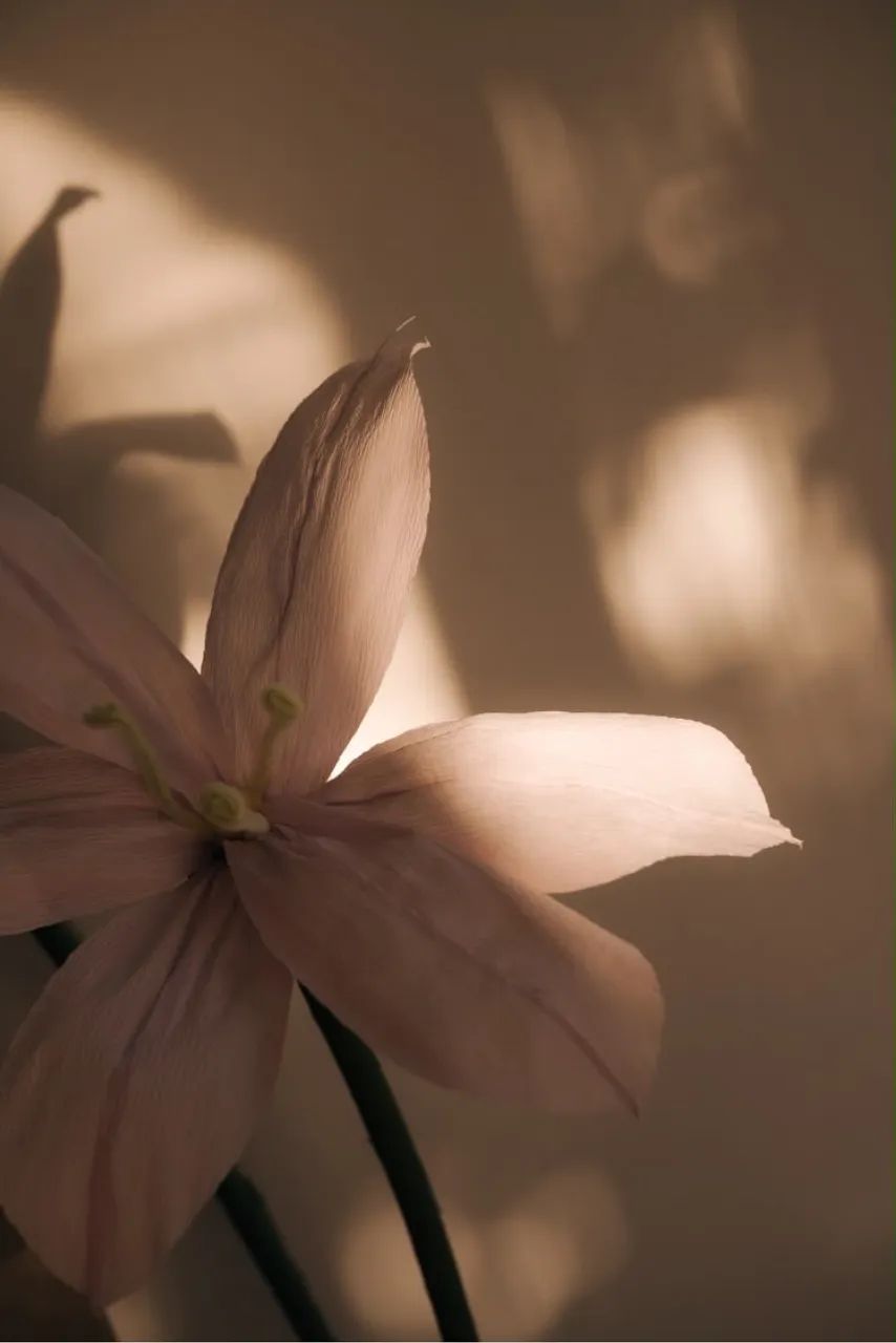 Flores Gigantes - Foto 3