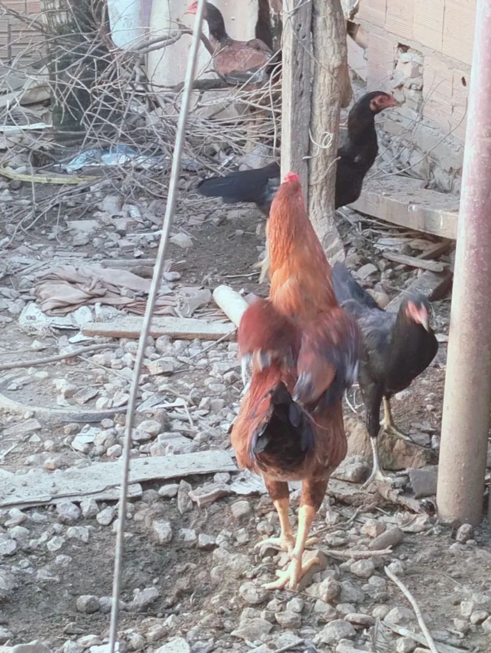 Vendo galinha é frango  - Foto 2