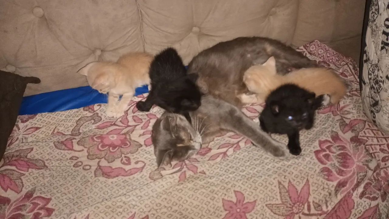 Lindos filhotes  - Foto 5