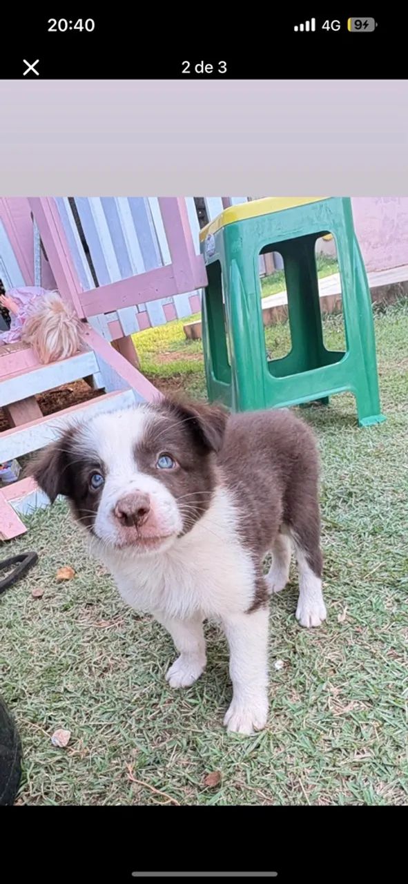 Border collie  - Foto 2