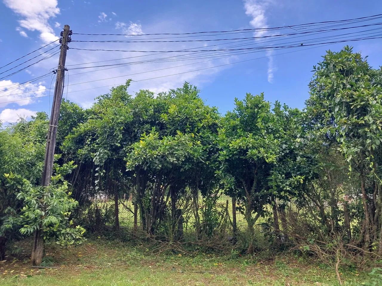 Vende-se linda chácara  - Foto 4