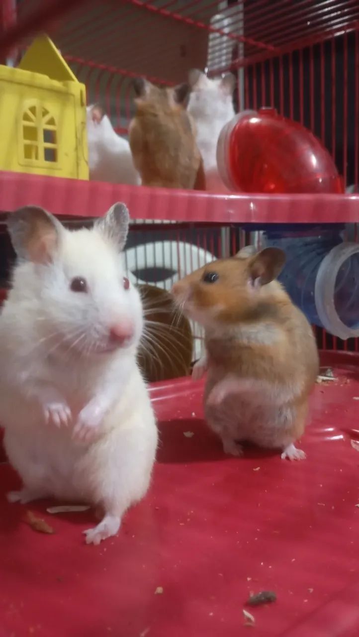 Estamos vendendo hamsters (variações de cores) 50$ reais cada - Foto 5