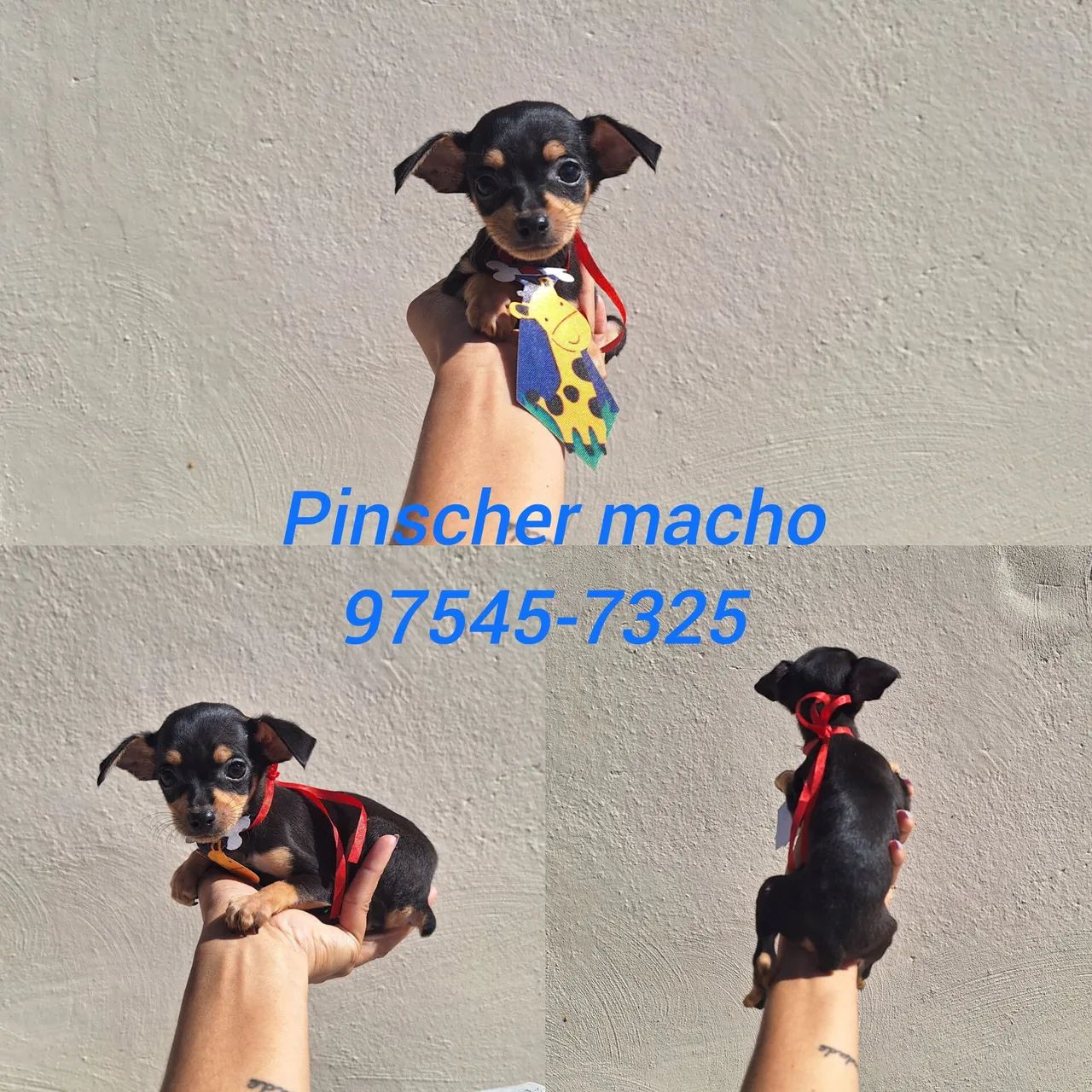 Pinscher mini macho - Foto 2