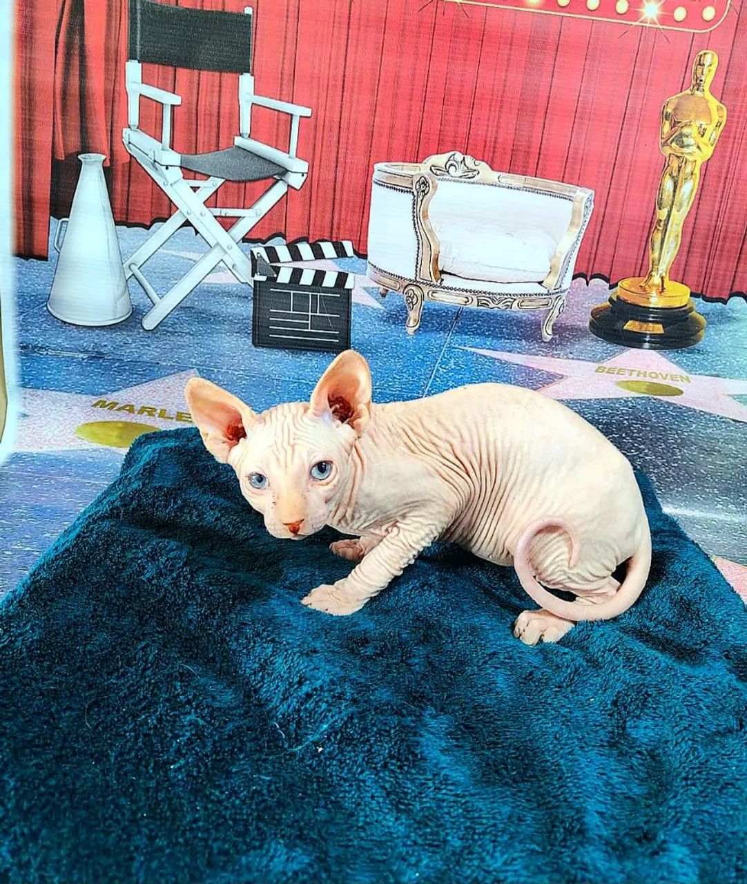 Sphynx macho branco lindo - Foto 4