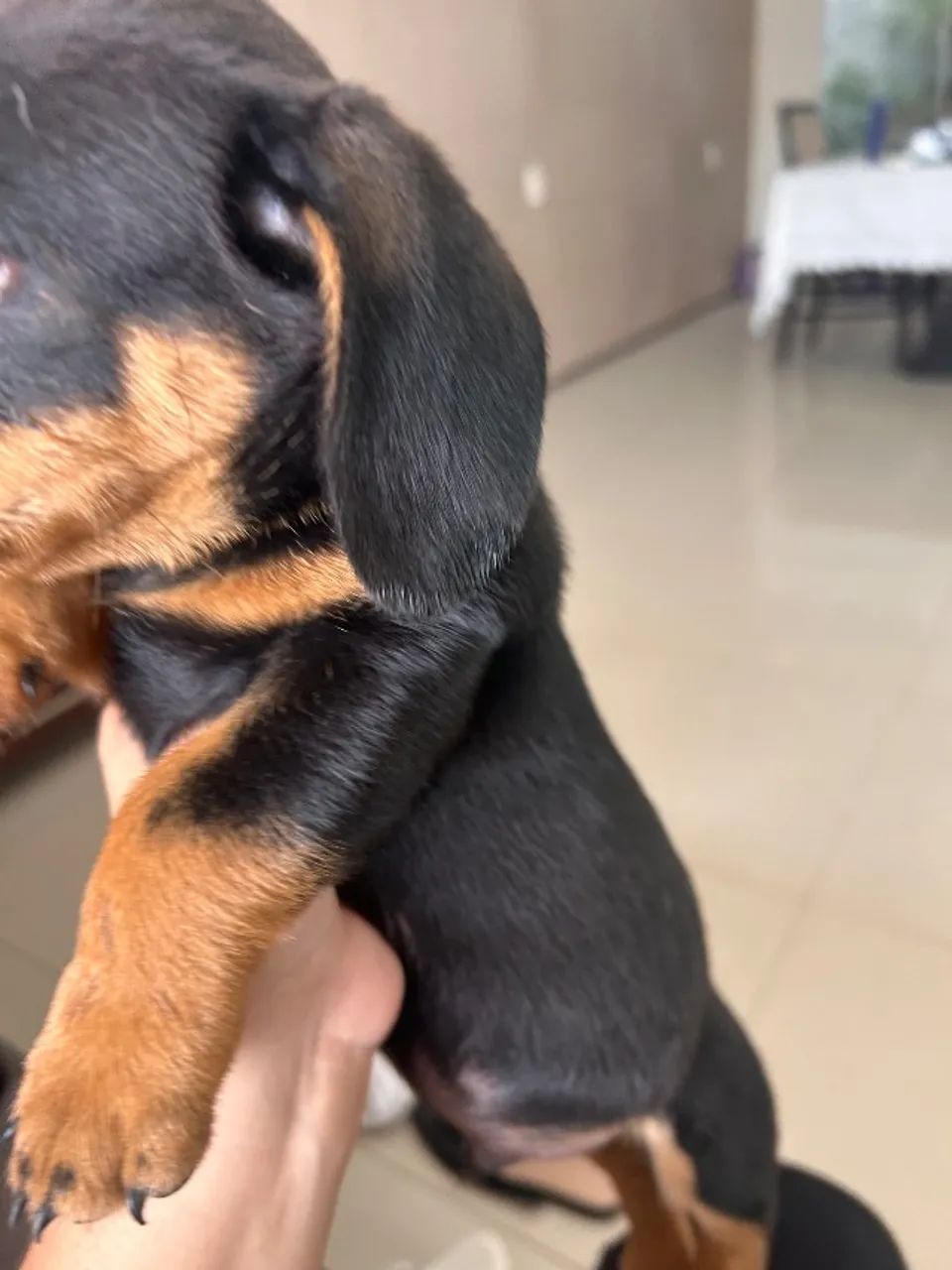 Cachorro Salsicha  - Foto 3