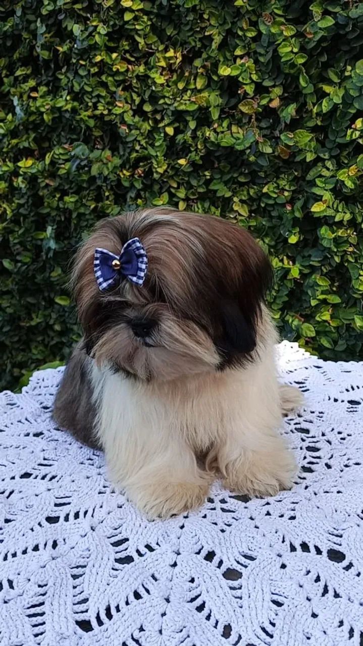Shih Tzu disponível  - Foto 3
