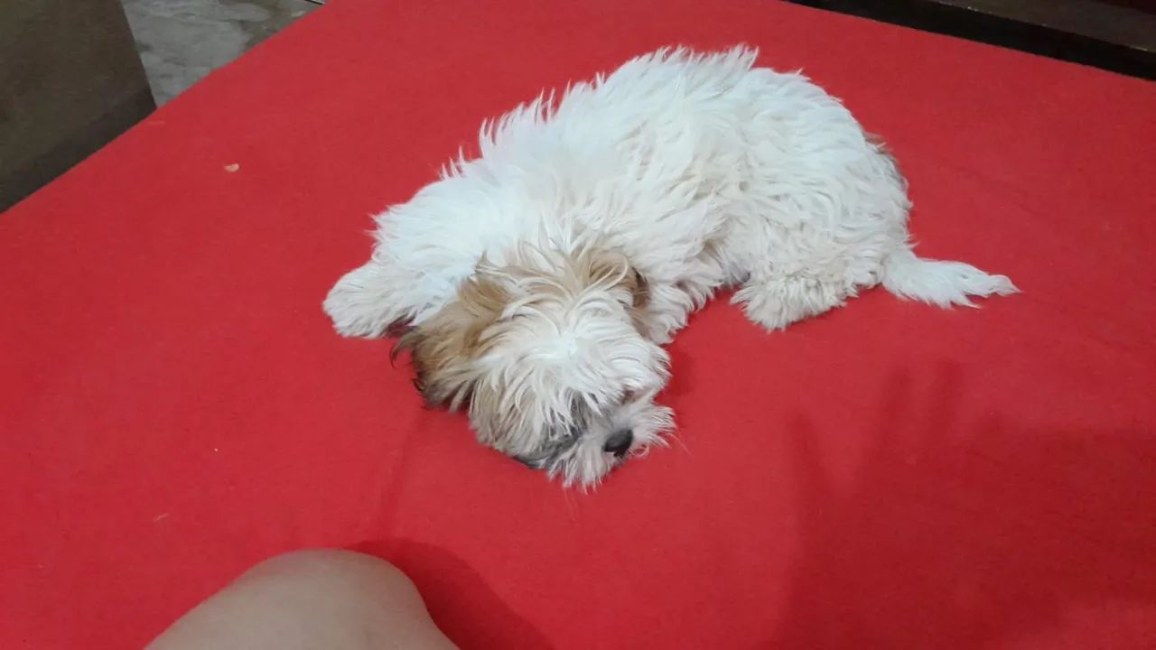 Shih tzu - Foto 2