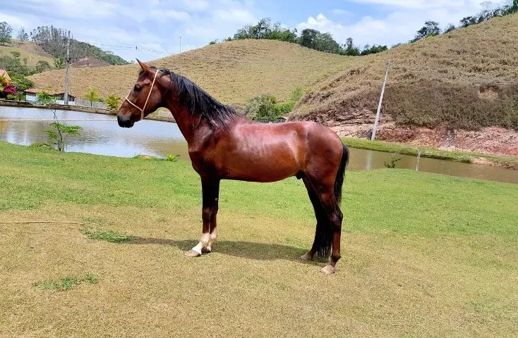 Cavalo extra de marcha, bruto na sela e bão de raça 30 x 1.000,00
