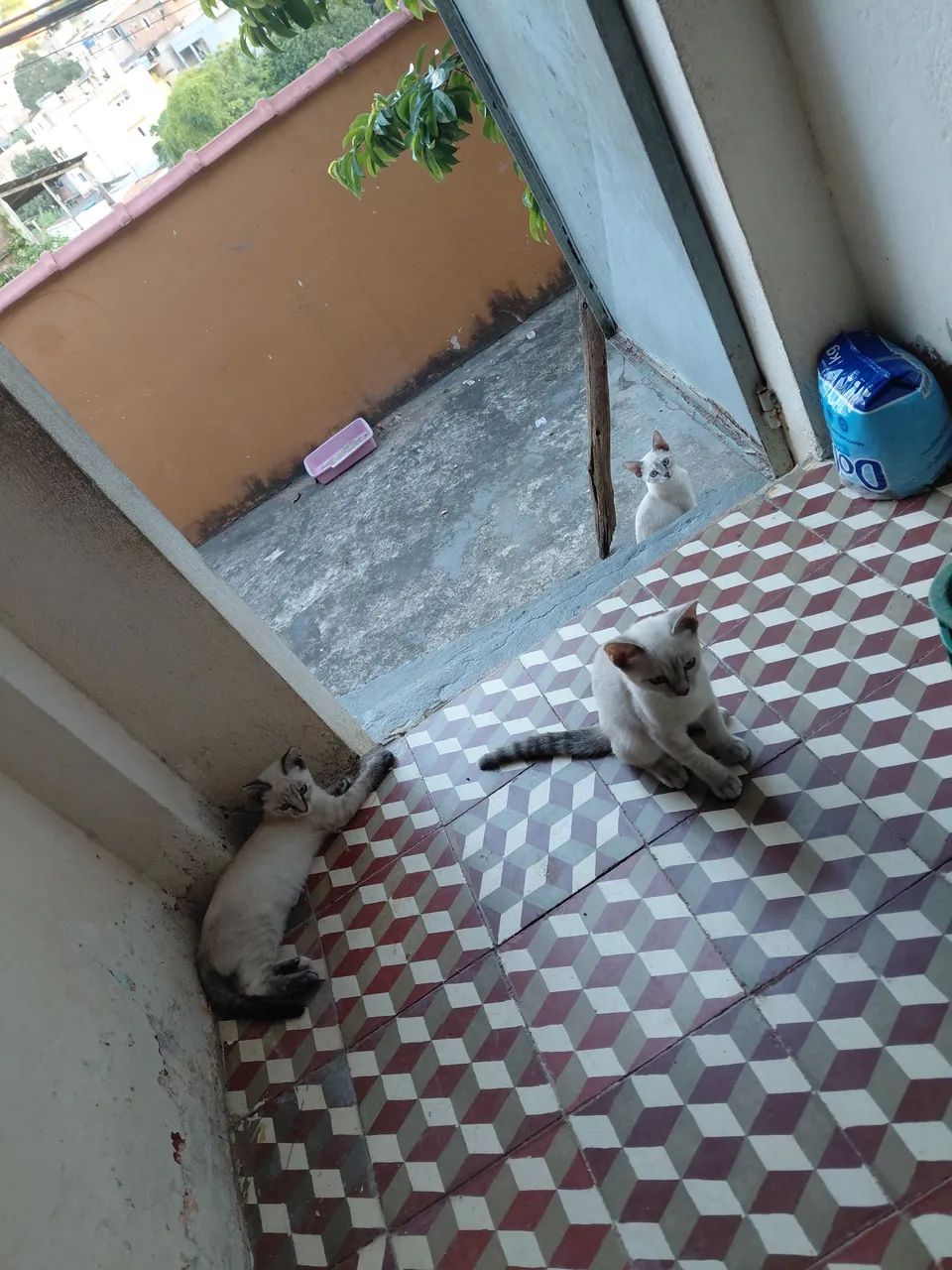 Doação Responsável Gatinhas  - Foto 3