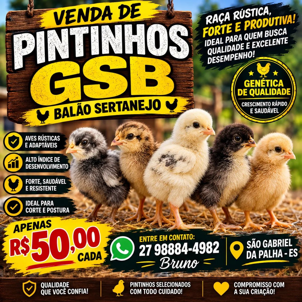 Pintinhos gsb 