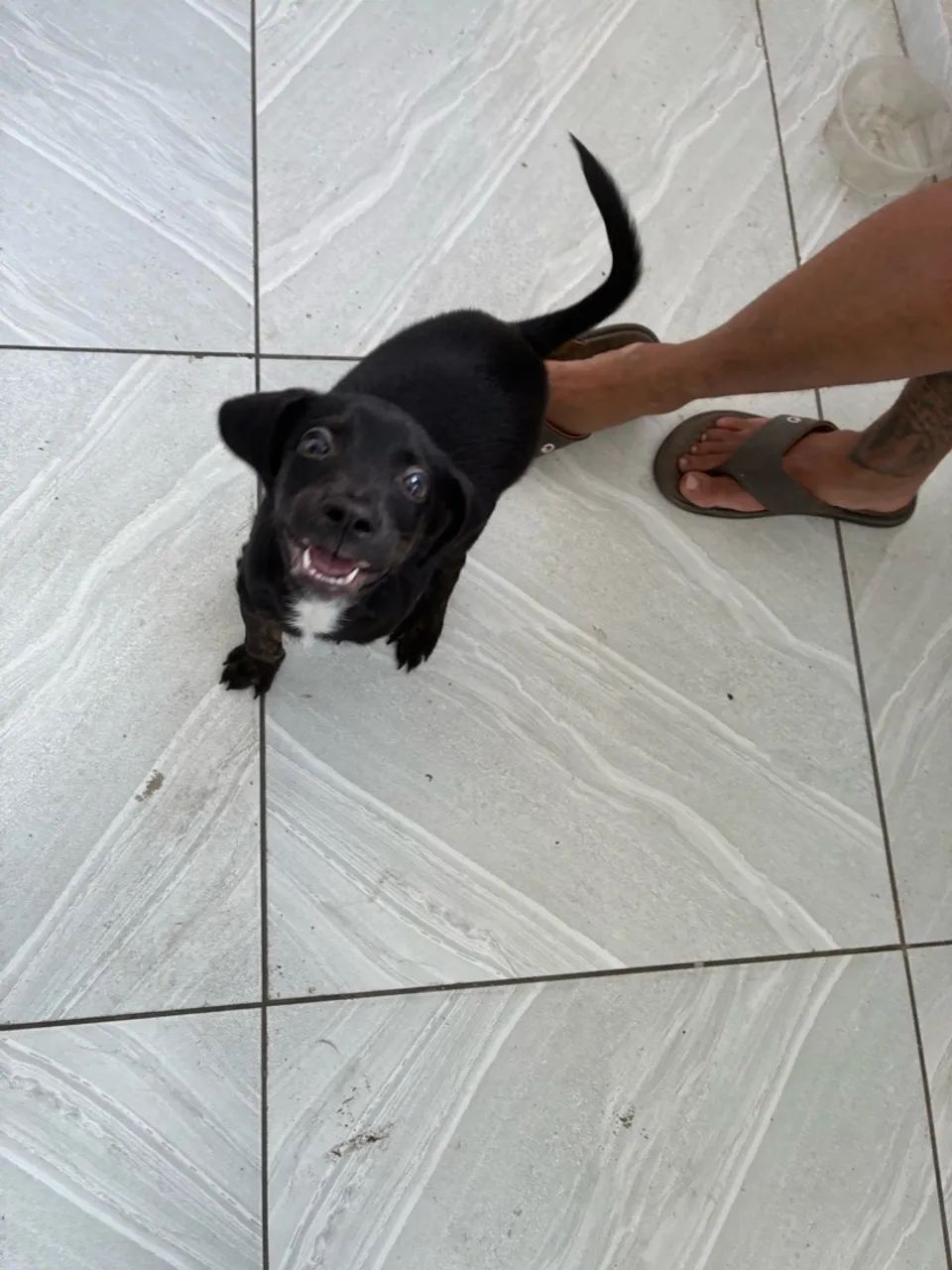 Doa-se cachorro  - Foto 2